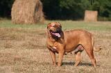 DOGUE DE BORDEAUX 394